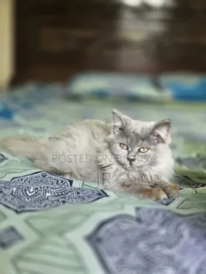 1-3 Months Female Purebred Persian