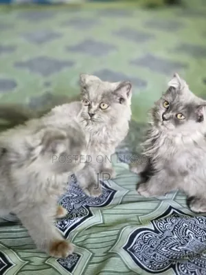 1-3 Months Female Purebred Persian