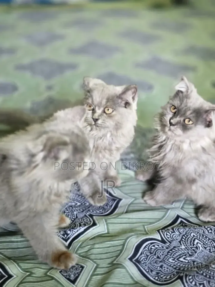 1-3 Months Female Purebred Persian