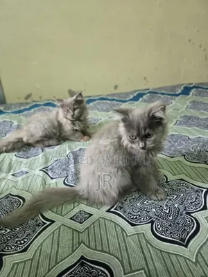 1-3 Months Female Purebred Persian