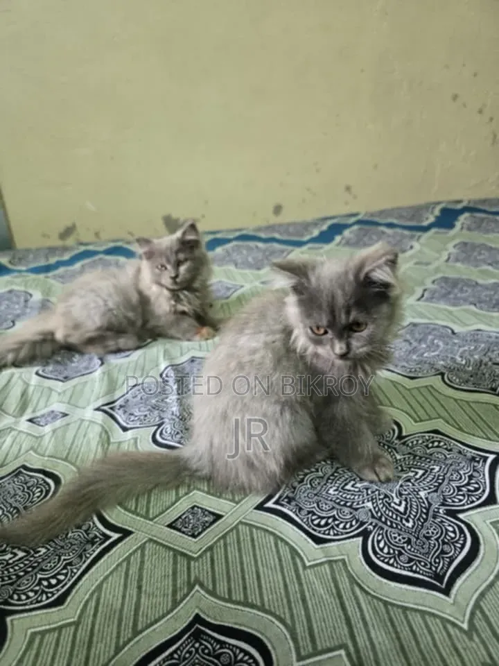 1-3 Months Female Purebred Persian