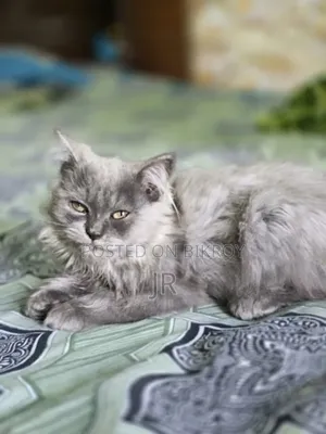1-3 Months Female Purebred Persian