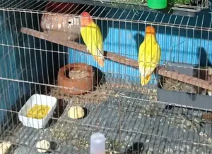 Three pairs of Lovebird birds for sale