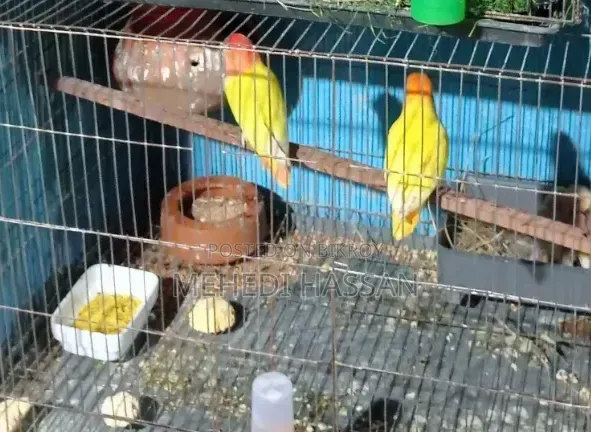 Three pairs of Lovebird birds for sale