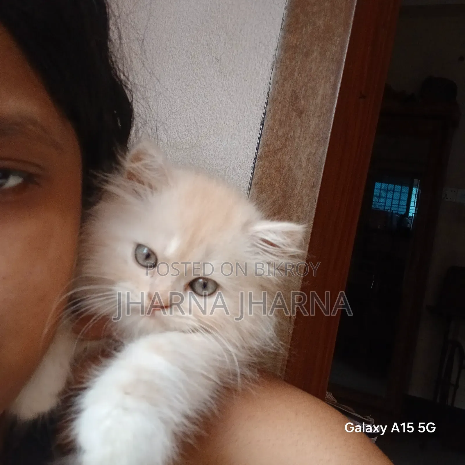1-3 Months Female Purebred Persian