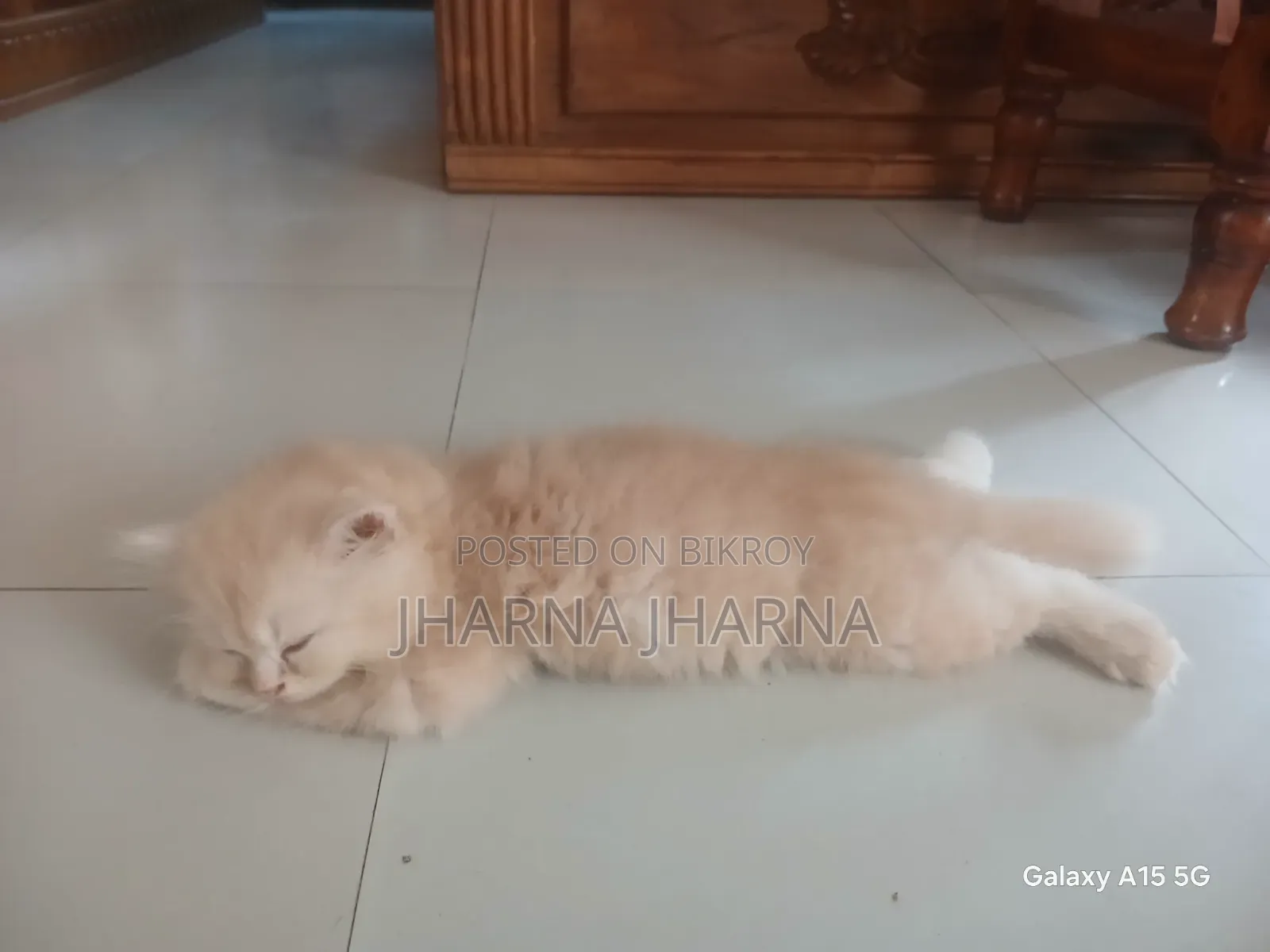 1-3 Months Female Purebred Persian