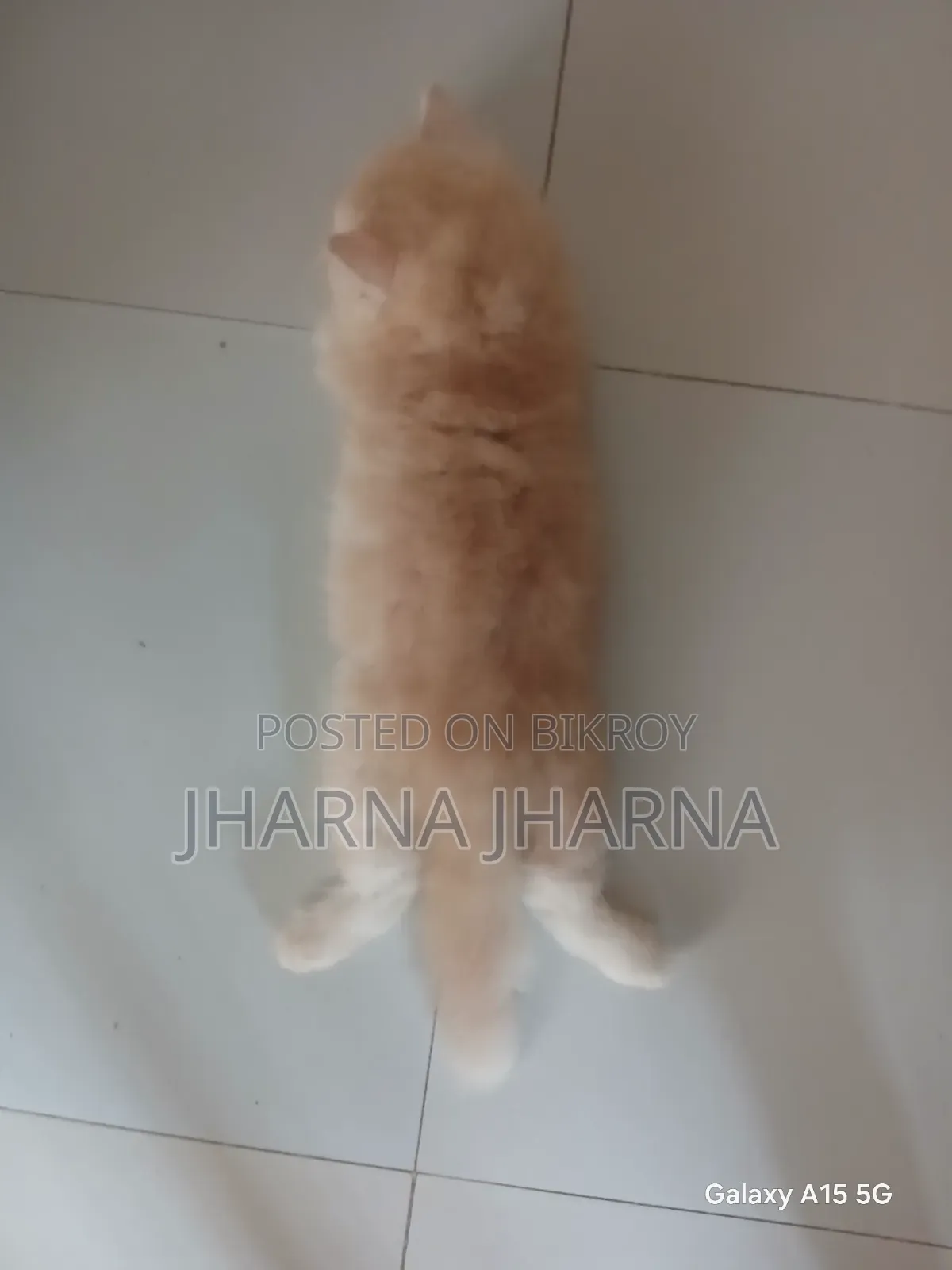 1-3 Months Female Purebred Persian