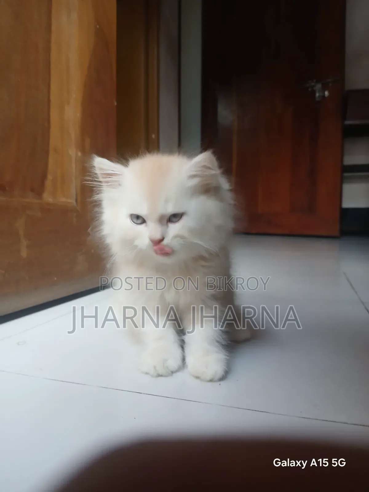 1-3 Months Female Purebred Persian