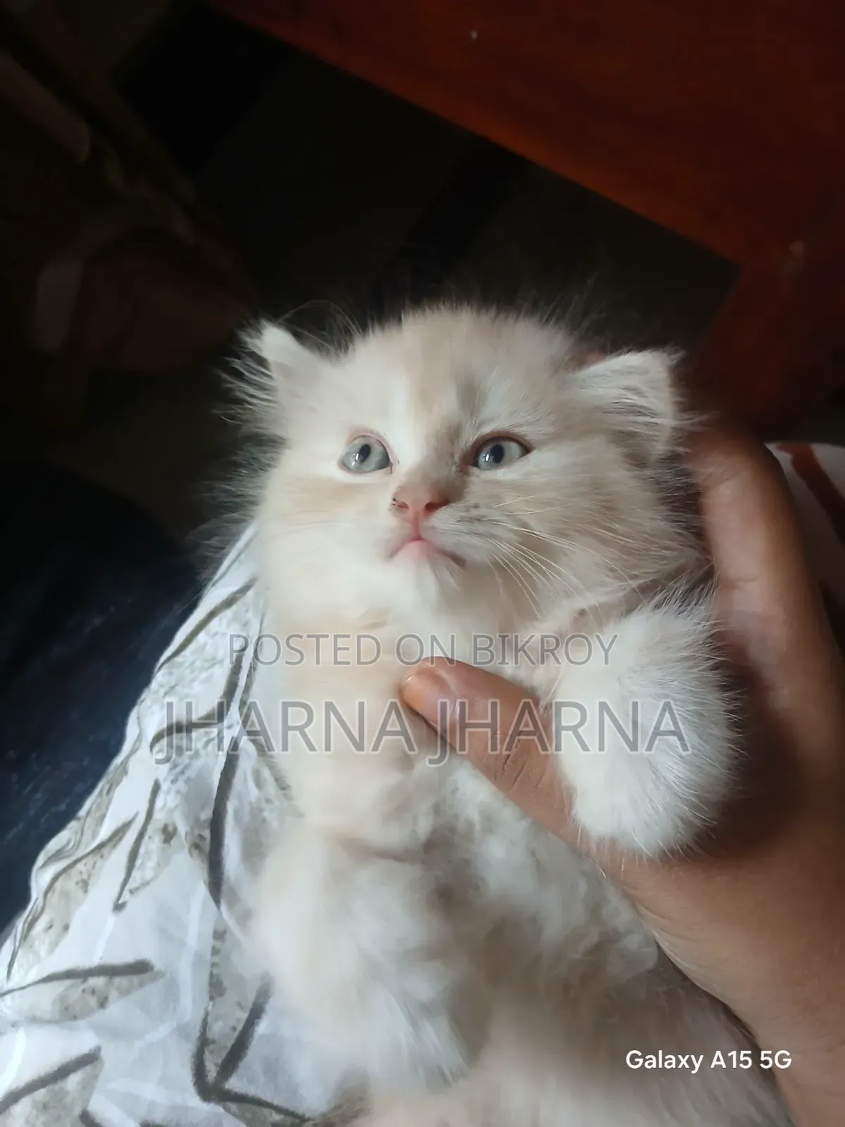 1-3 Months Female Purebred Persian