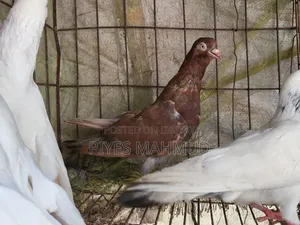 Pigeon