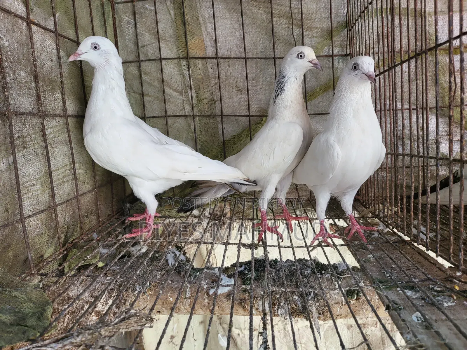 Pigeon