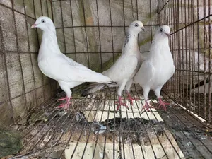 Pigeon