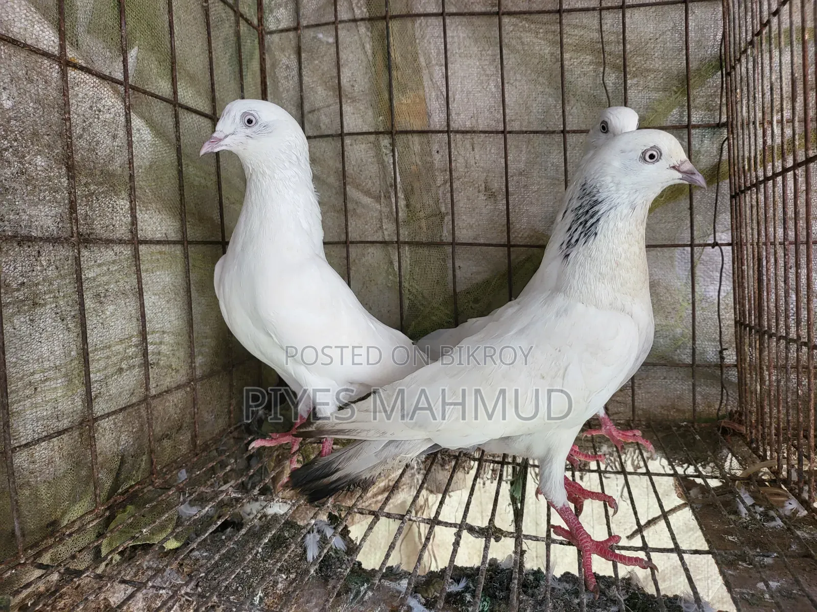 Pigeon