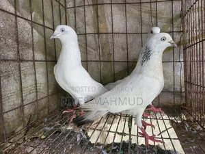 Pigeon
