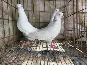 Pigeon