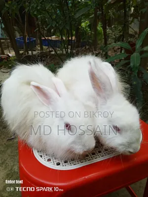 Foreign breed rabbit