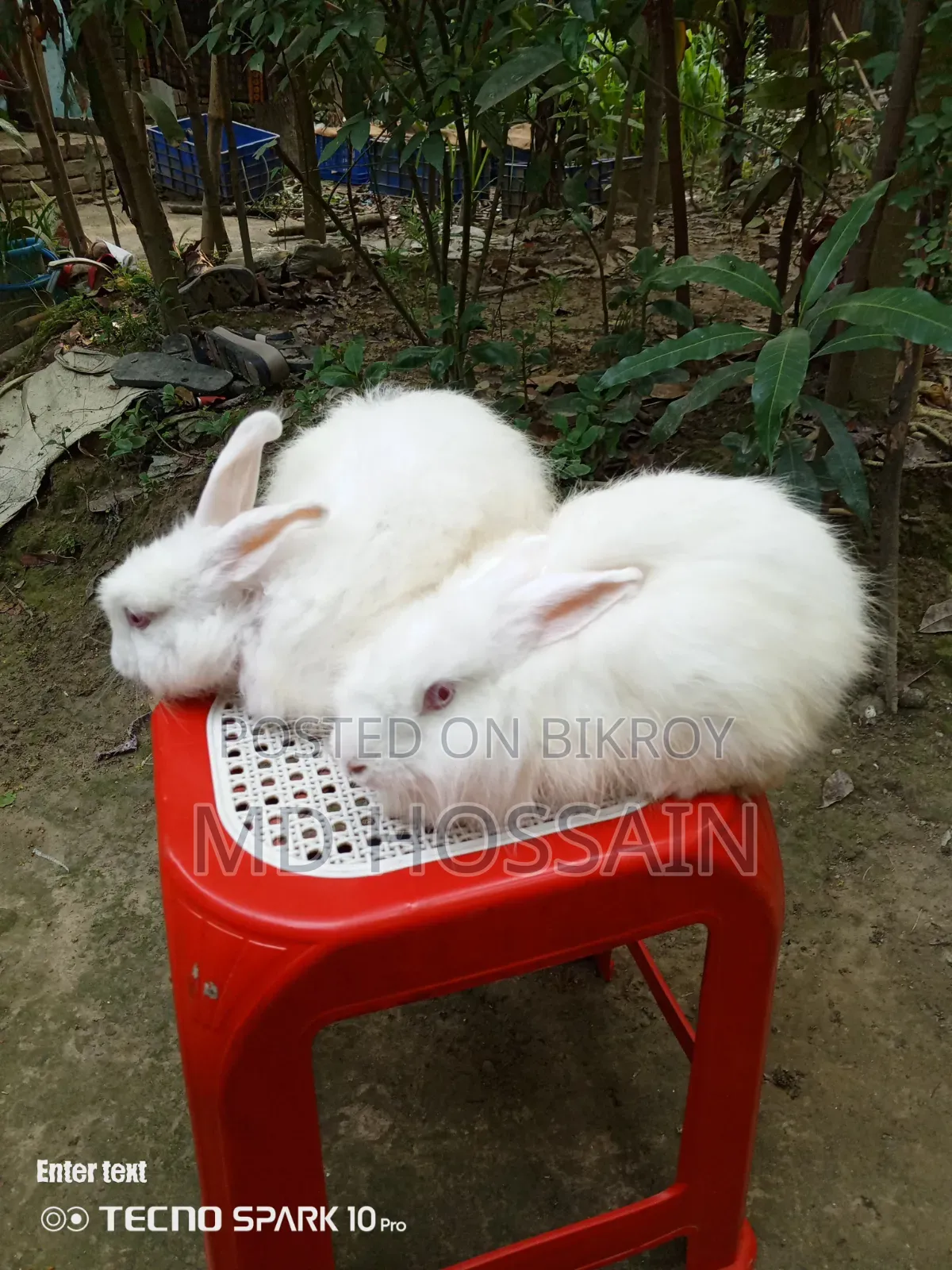 Foreign breed rabbit