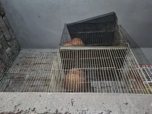 12/18 Cages will be sold