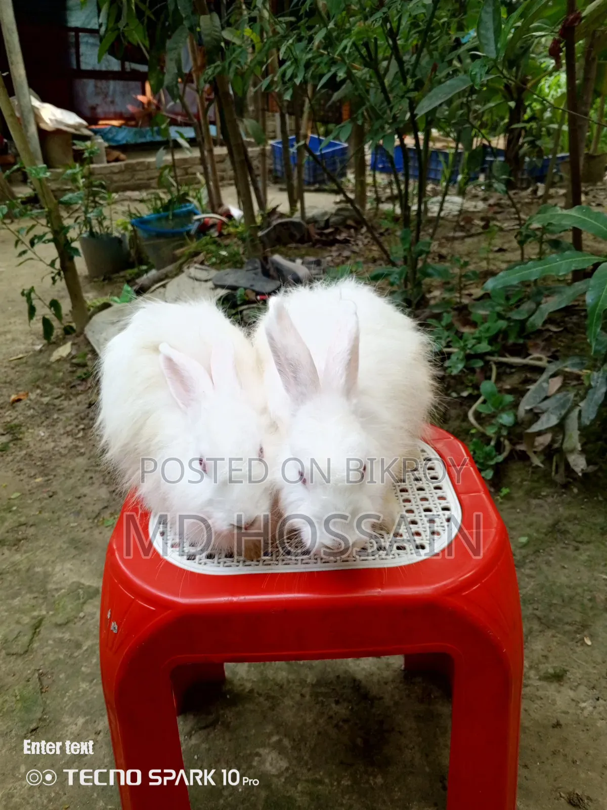 Foreign breed rabbit