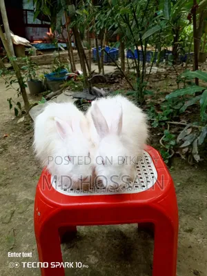 Foreign breed rabbit