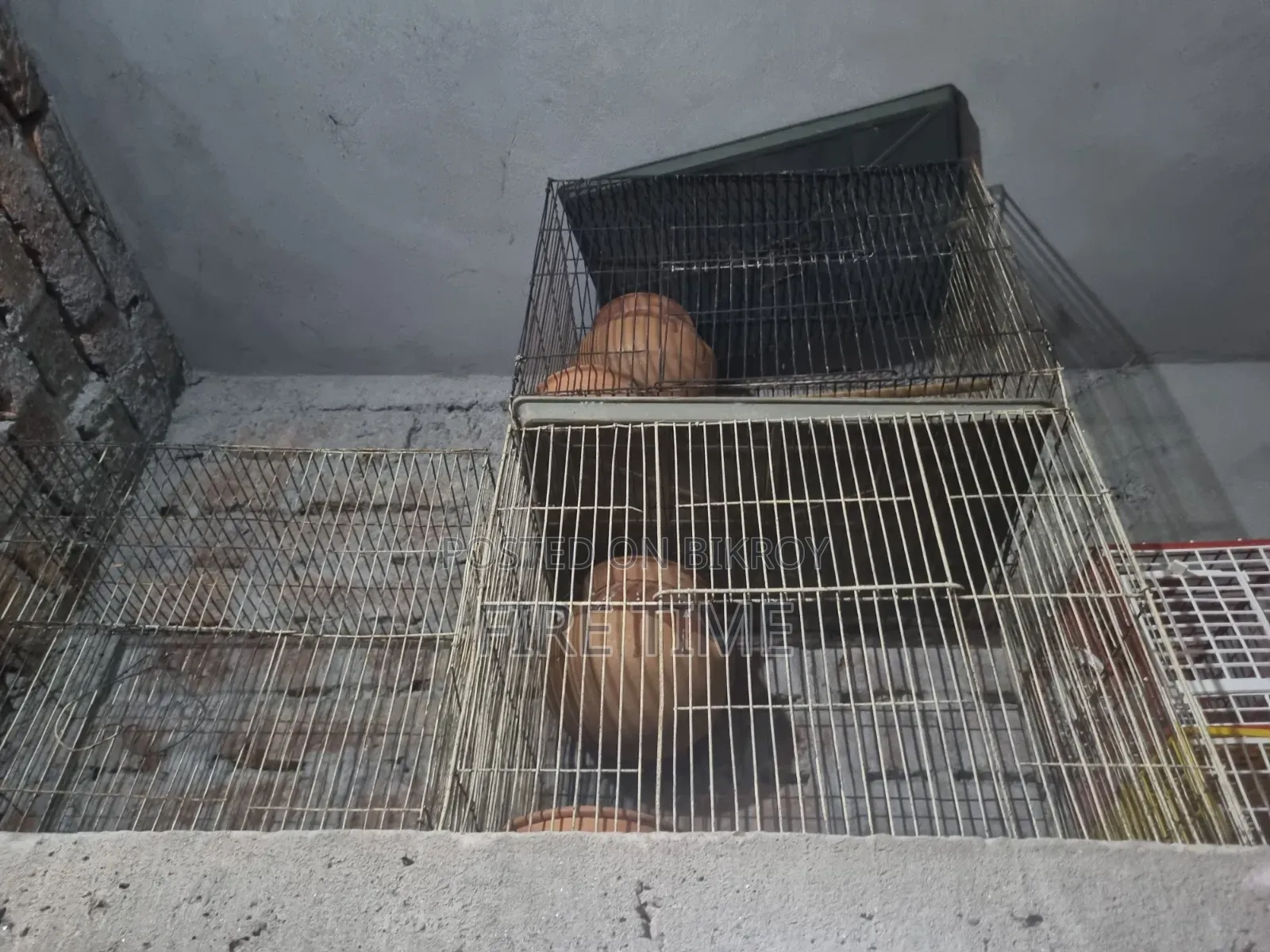 12/18 Cages will be sold