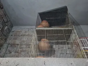 12/18 Cages will be sold