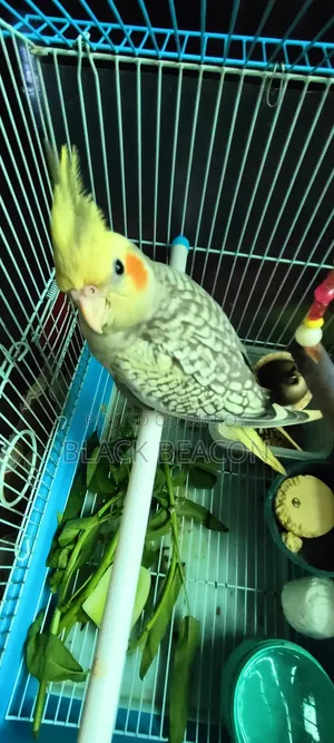 Cockatiel bird