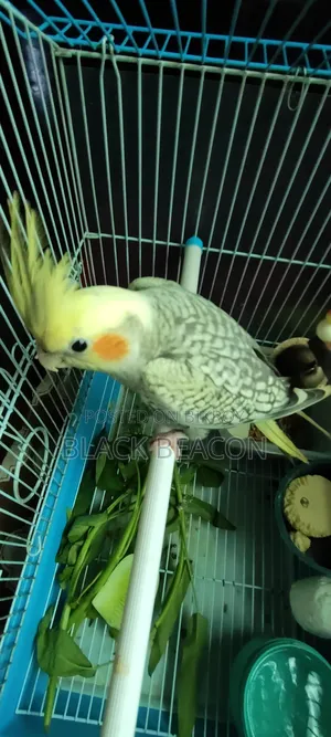 Cockatiel bird