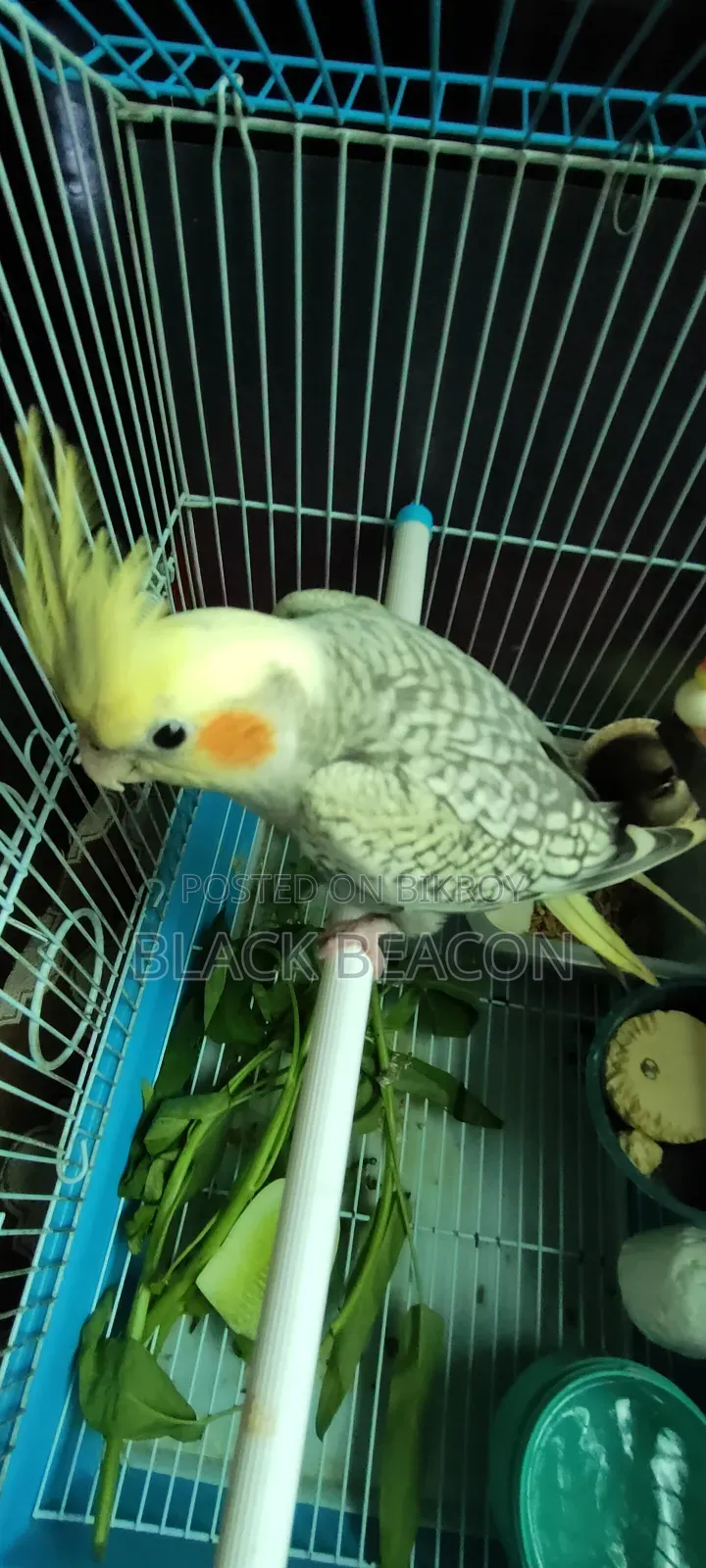 Cockatiel bird