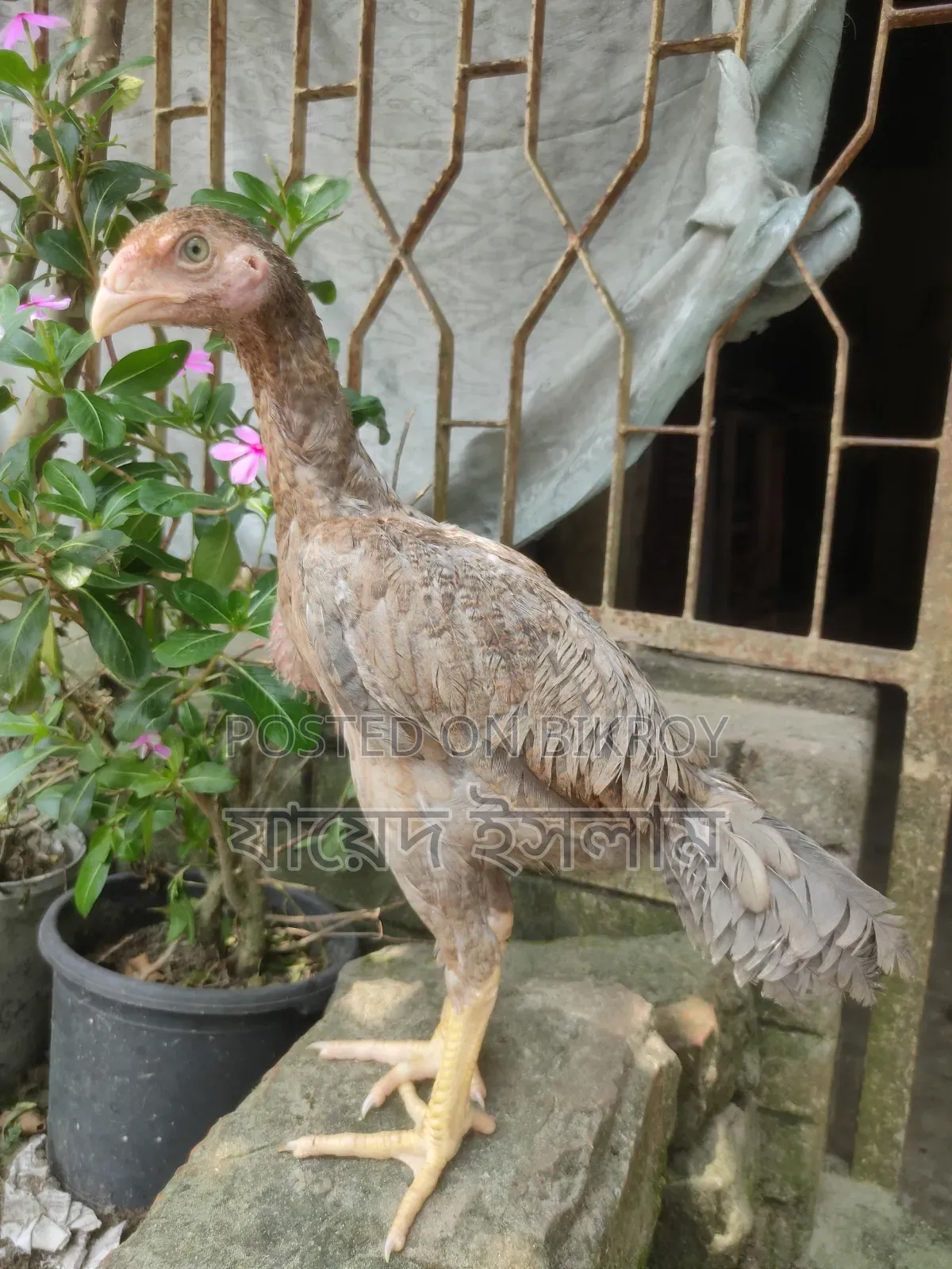 Asil Chicken Chicks for Sale