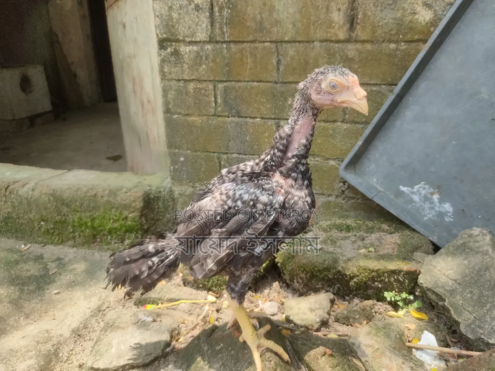 Asil Chicken Chicks for Sale