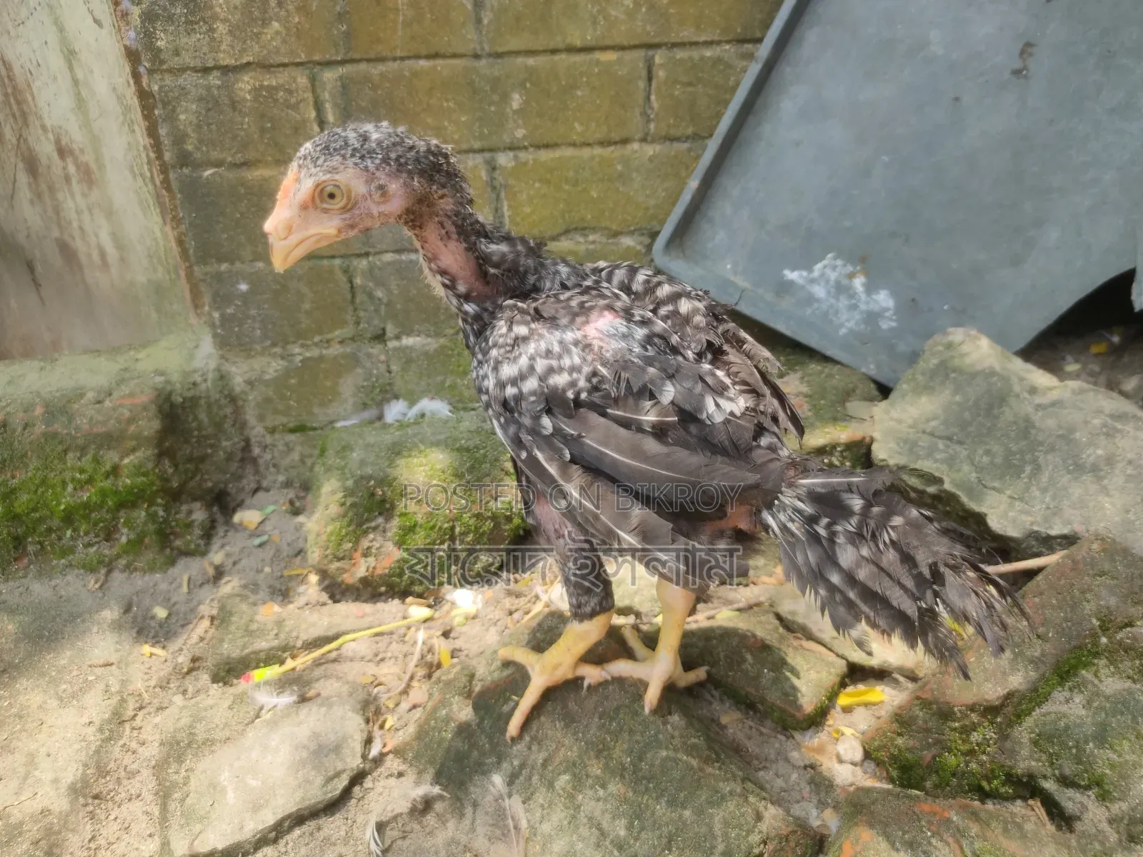 Asil Chicken Chicks for Sale