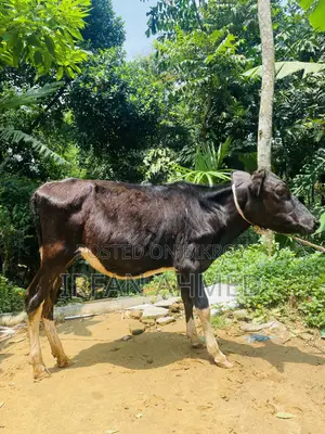 2 Friesian heifers suitable for farming will be sold.