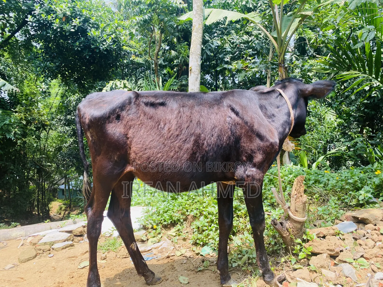 2 Friesian heifers suitable for farming will be sold.