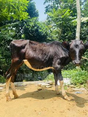 2 Friesian heifers suitable for farming will be sold.