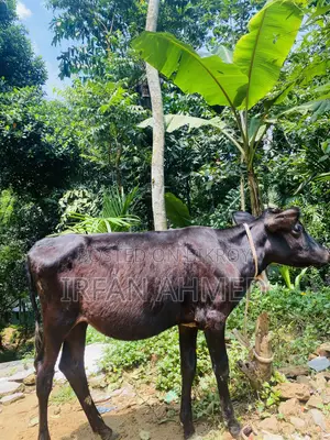 2 Friesian heifers suitable for farming will be sold.