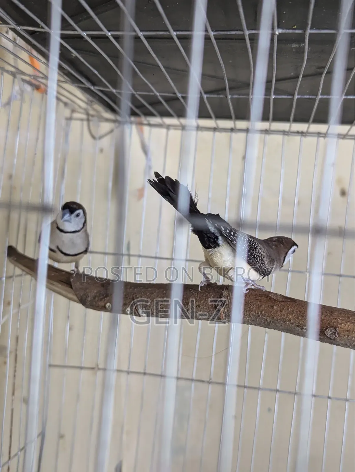 আউল ফিঞ্চ জোড়া