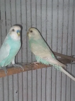 Birds and Pigeons for Sale