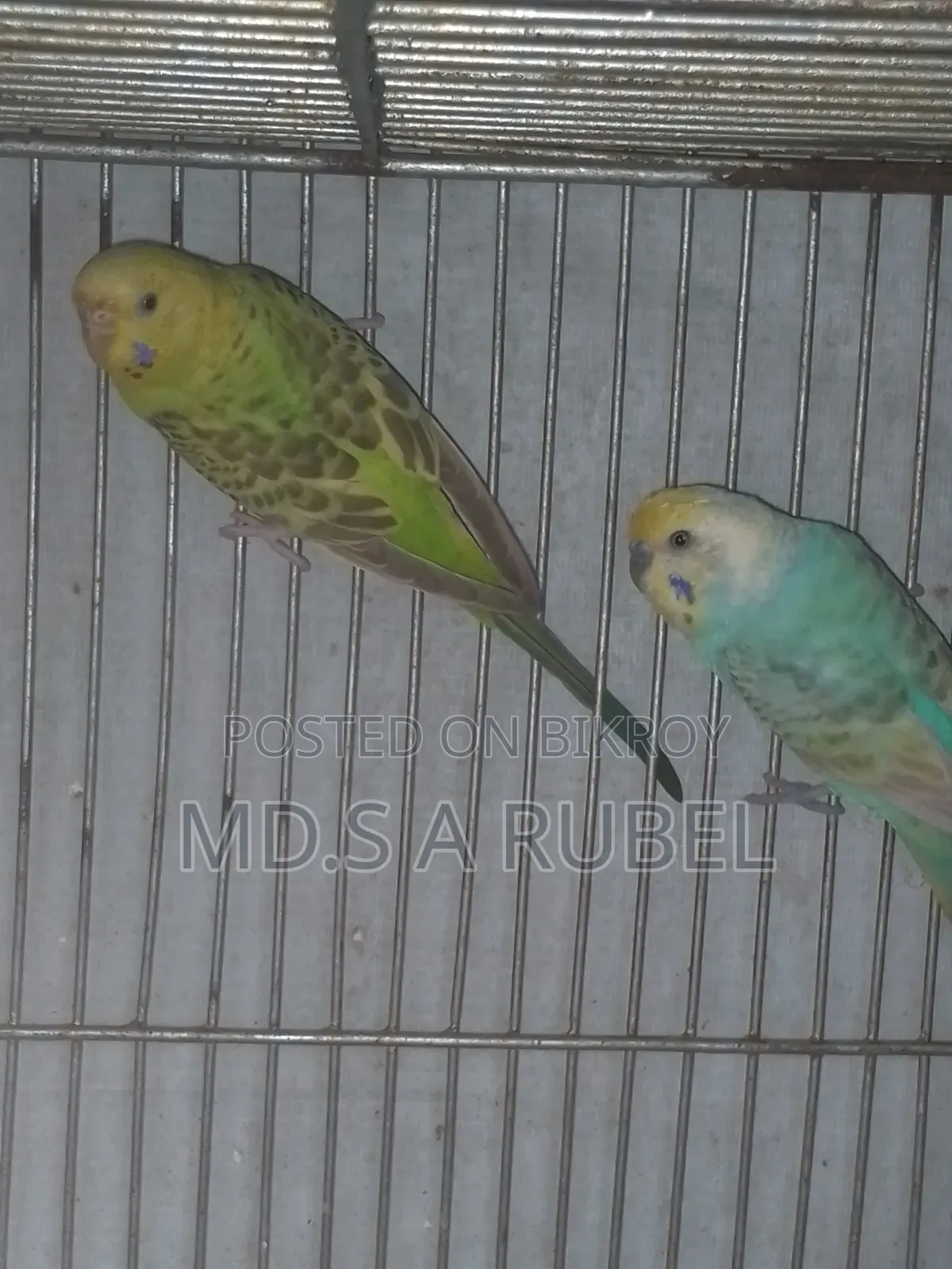 Birds and Pigeons for Sale