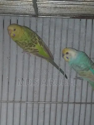 Birds and Pigeons for Sale