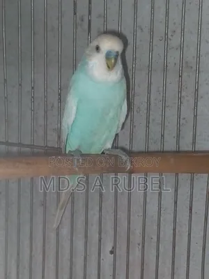 Birds and Pigeons for Sale