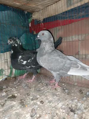 Birds and Pigeons for Sale