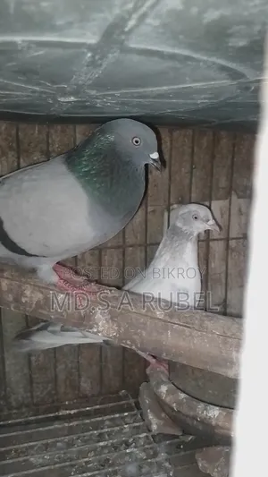 Birds and Pigeons for Sale