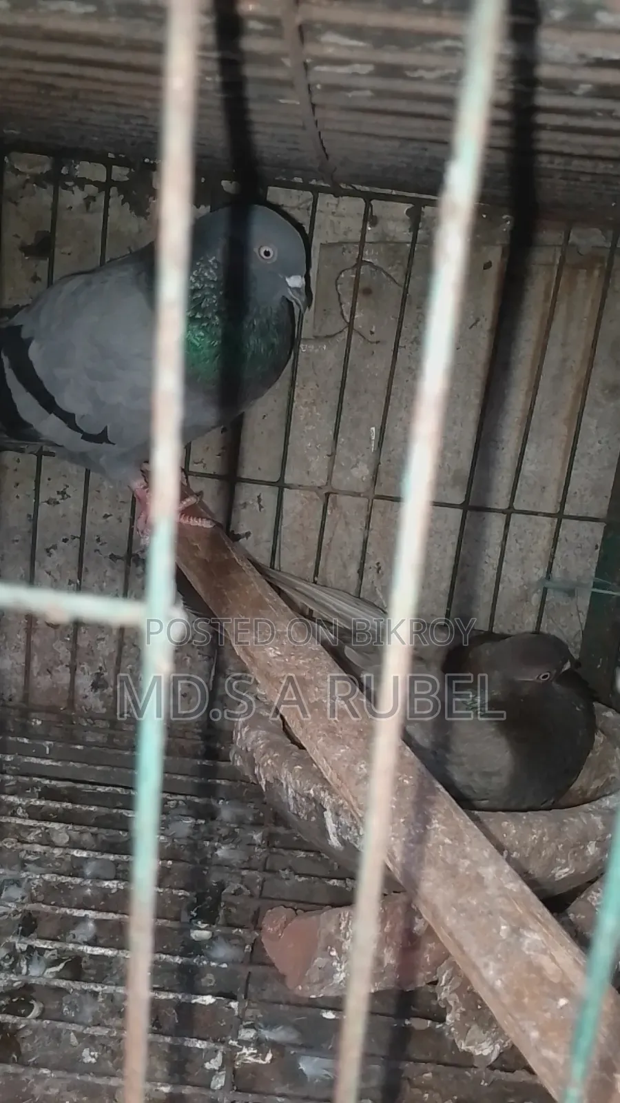 Birds and Pigeons for Sale