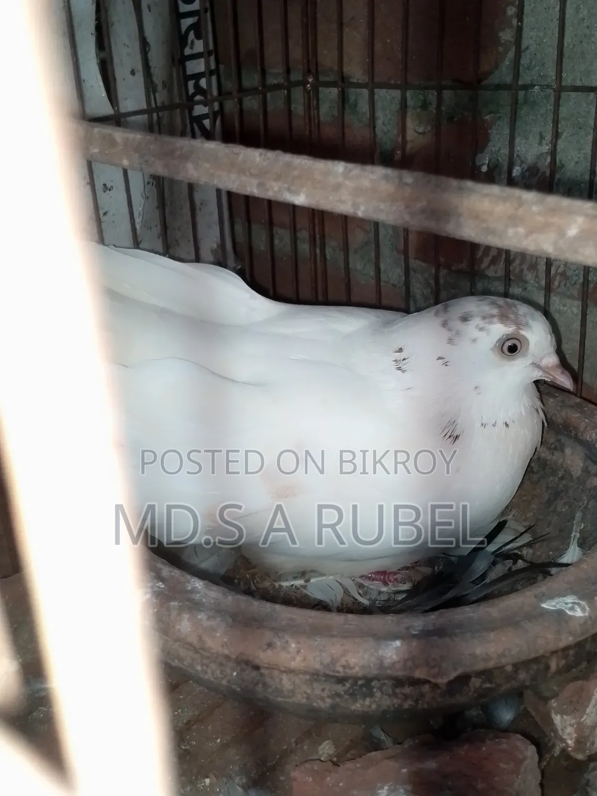 Birds and Pigeons for Sale