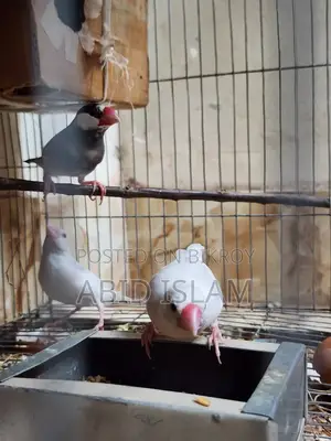 3 Piece Finch Bird