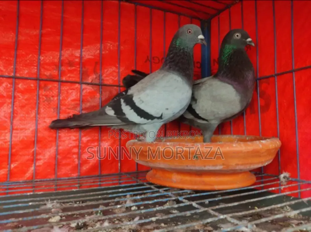 Sale post: A pair of Sabji pigeons for sale
