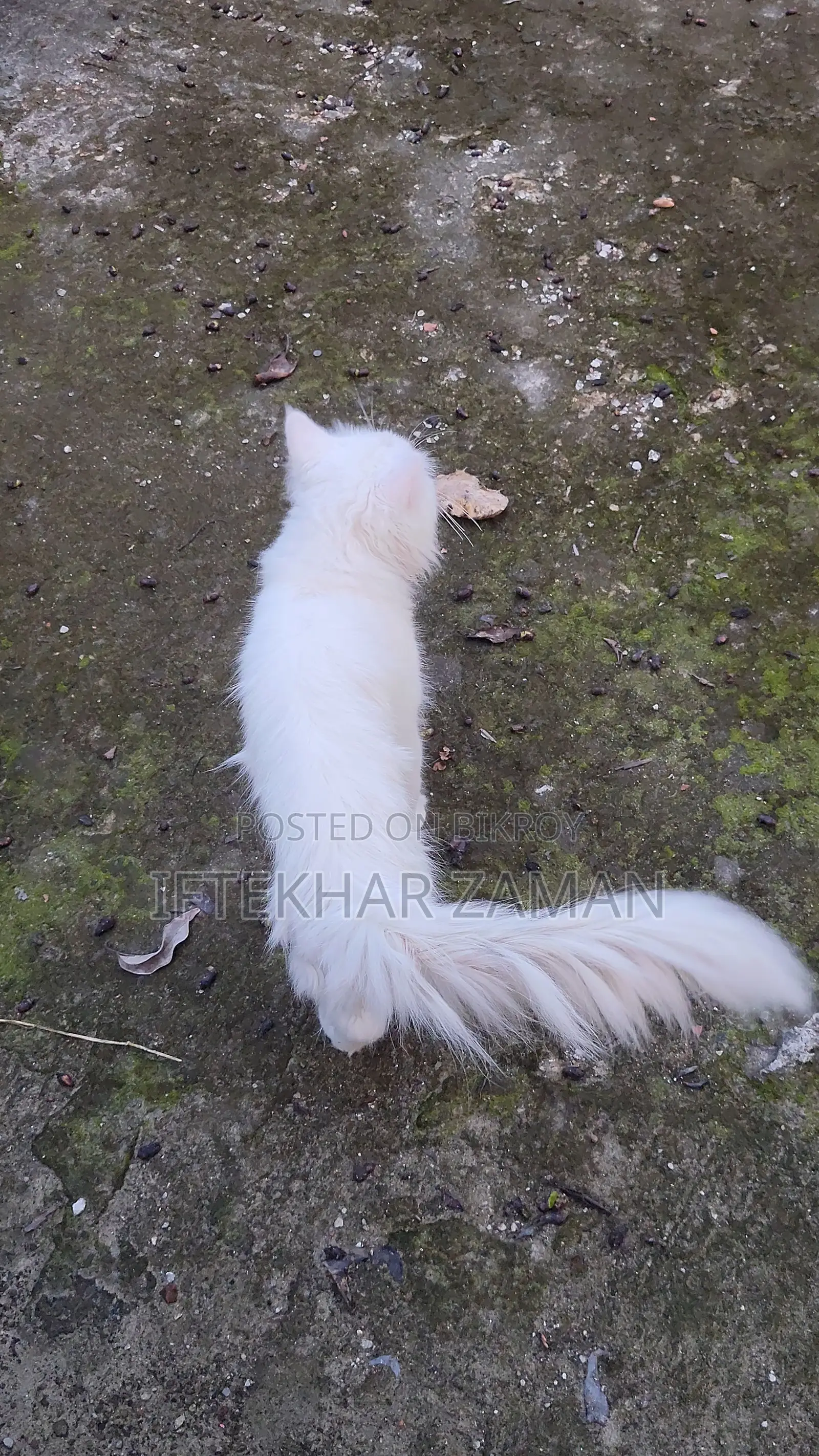 6-12 Months Male Purebred Persian