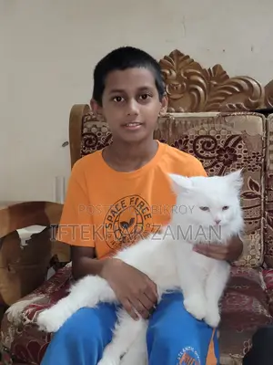 6-12 Months Male Purebred Persian