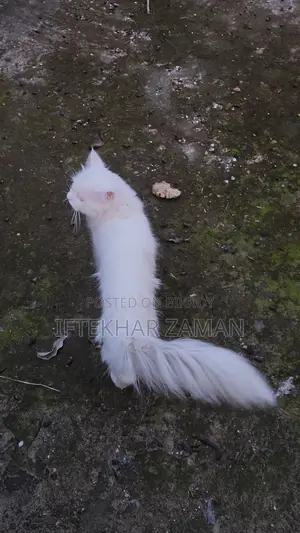 6-12 Months Male Purebred Persian